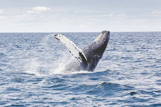 В США кит проглотил ловца лобстеров (ВИДЕО) и мира