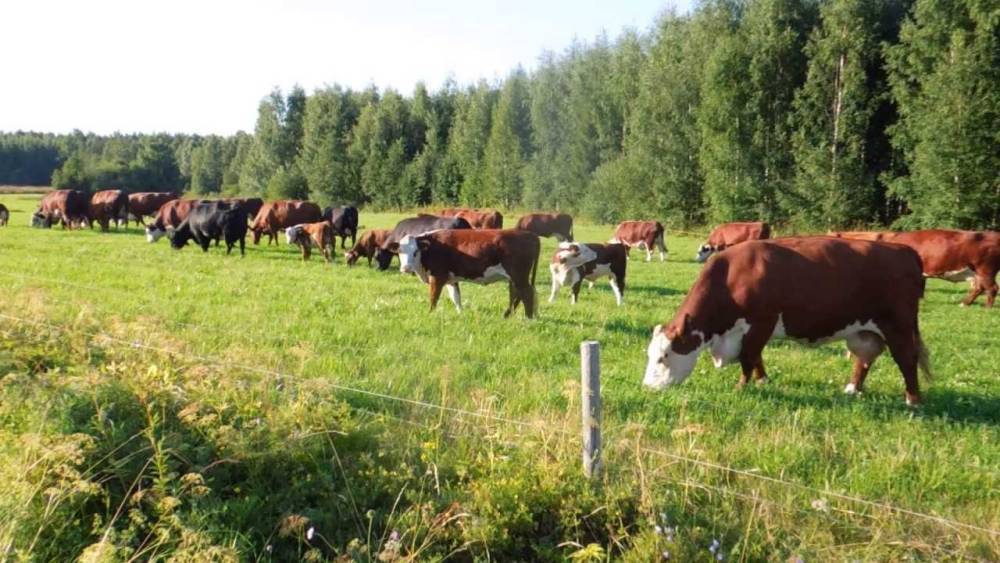 В Грузии наблюдается рост поголовья крупного рогатого скота