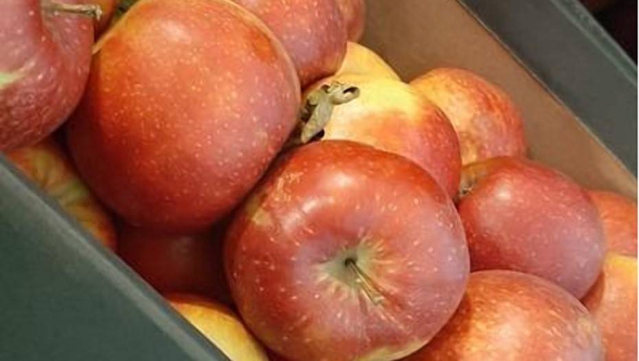 С овощебазы в Петербурге изъяли и уничтожили почти 700 килограммов польских яблок
