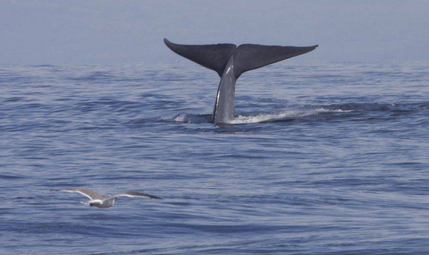 Австралийские ученые нашли новую популяцию синих китов