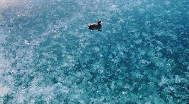 В Крыму море превратилось в "кашу" из-за медуз