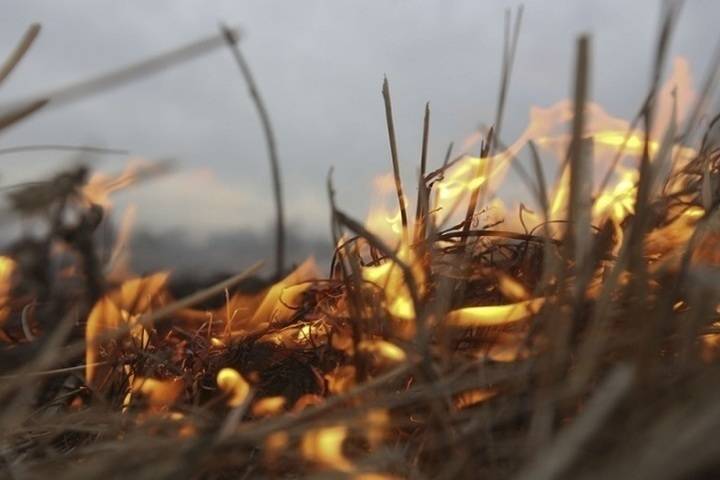 Мурманская область вошла в число регионов с набольшим количеством лесных пожаров