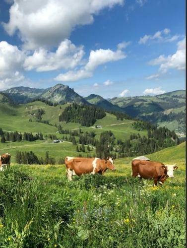 Швейцария отклонила законопроект об ограничении применения пестицидов