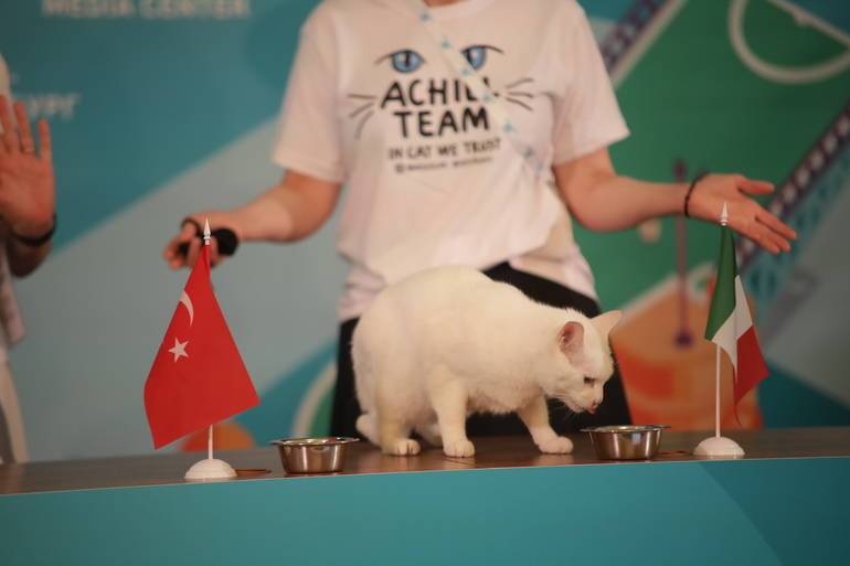 Эрмитажный кот Ахилл потерял нюх на победу в Евро-2020