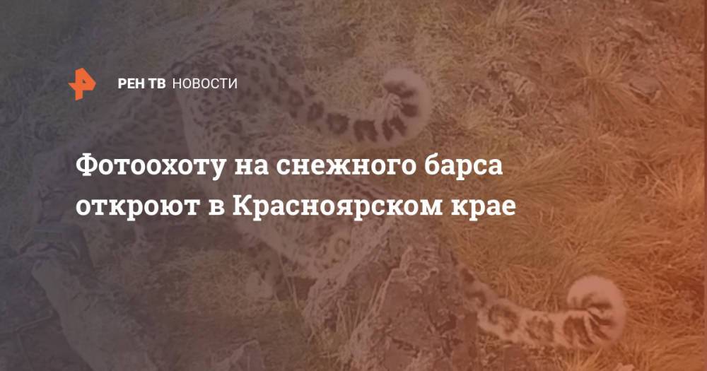 Фотоохоту на снежного барса откроют в Красноярском крае