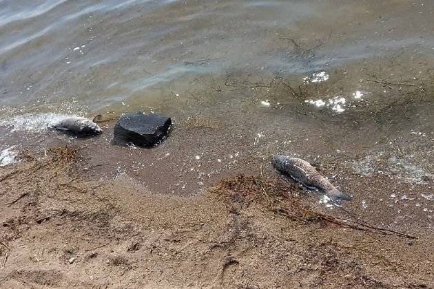 Росрыболовство не обнаружило признаков массовой гибели рыбы в озере Кенон