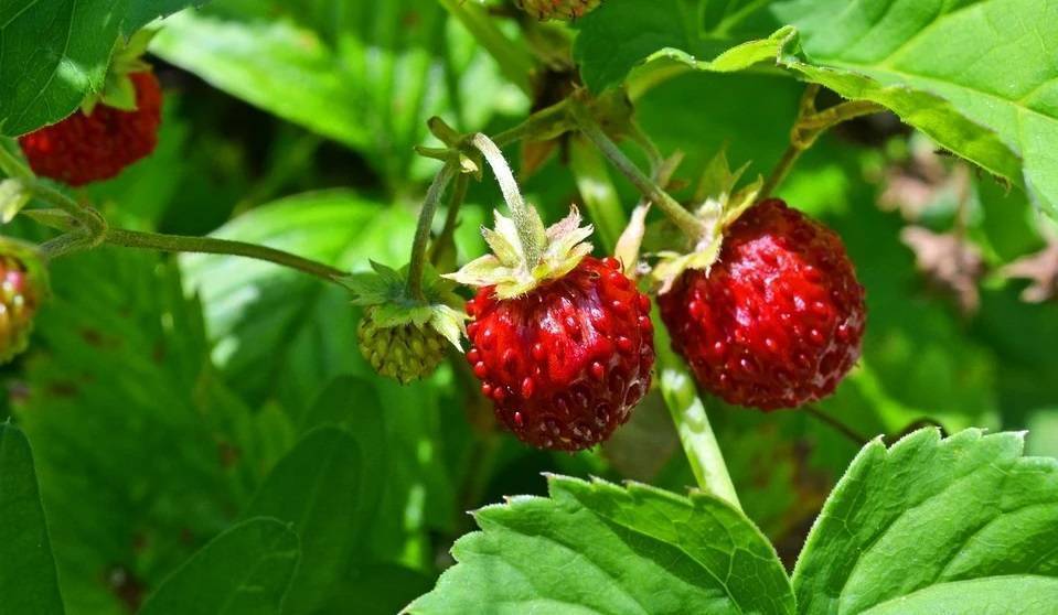 Как вырастить здоровую рассаду земляники из ягод
