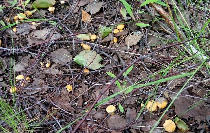 «Не уверен — не бери»: названы опасные грибы, растущие в Московской области