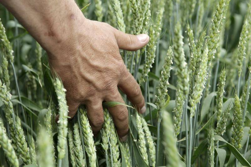 Экспортные цены на пшеницу РФ снизились с улучшением прогнозов урожая