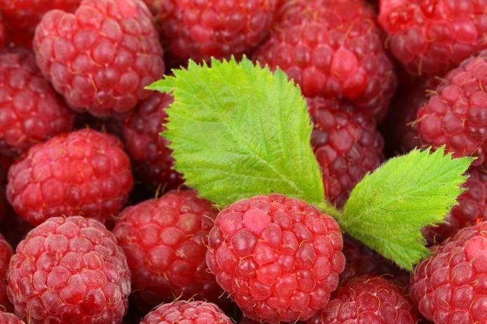 Урожай ягод в Европе задерживается на 2-3 недели