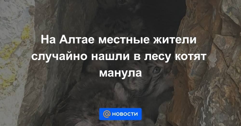 На Алтае местные жители случайно нашли в лесу котят манула