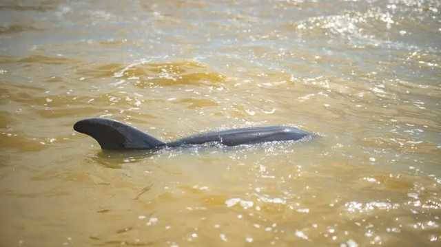 Под Херсоном спасли обессиленного дельфина, которого выбросило штормом на мель