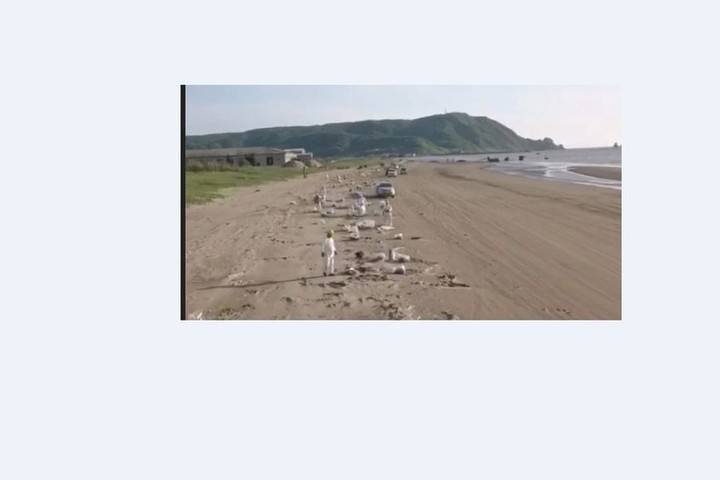 Жители Александровск-Сахалинского и Экоспас очистили 700 м. пляжа от мазута
