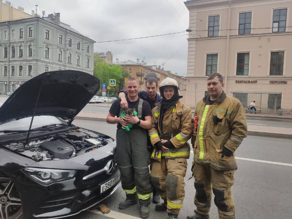 В Санкт-Петербурге спасатели вытащили из-под капота автомобиля котенка — фото