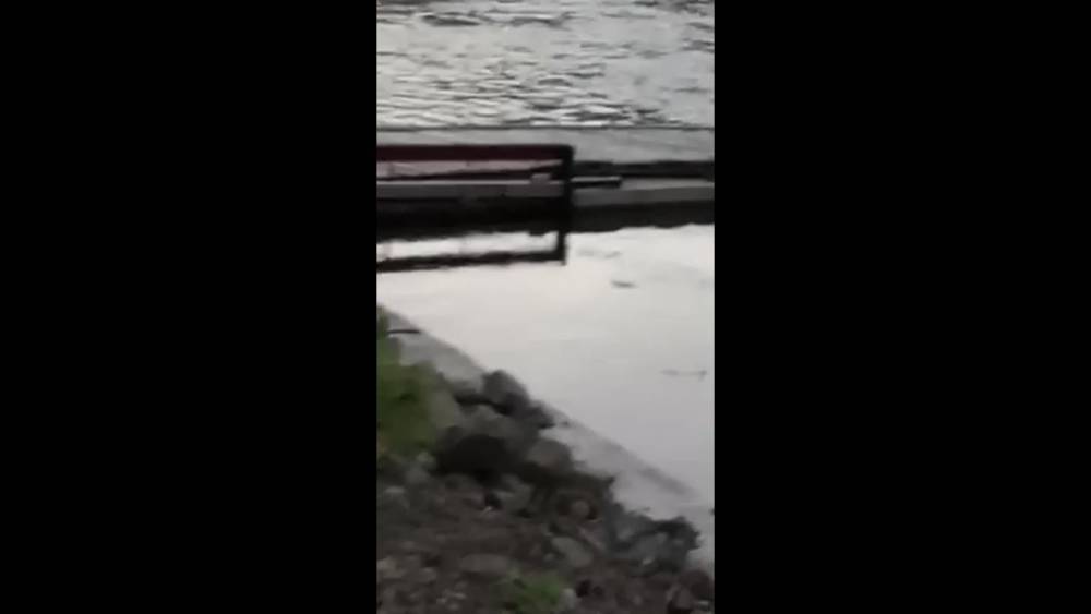 Жители Холмского района вновь пожаловались на убийство рыбы в реке Чеховке
