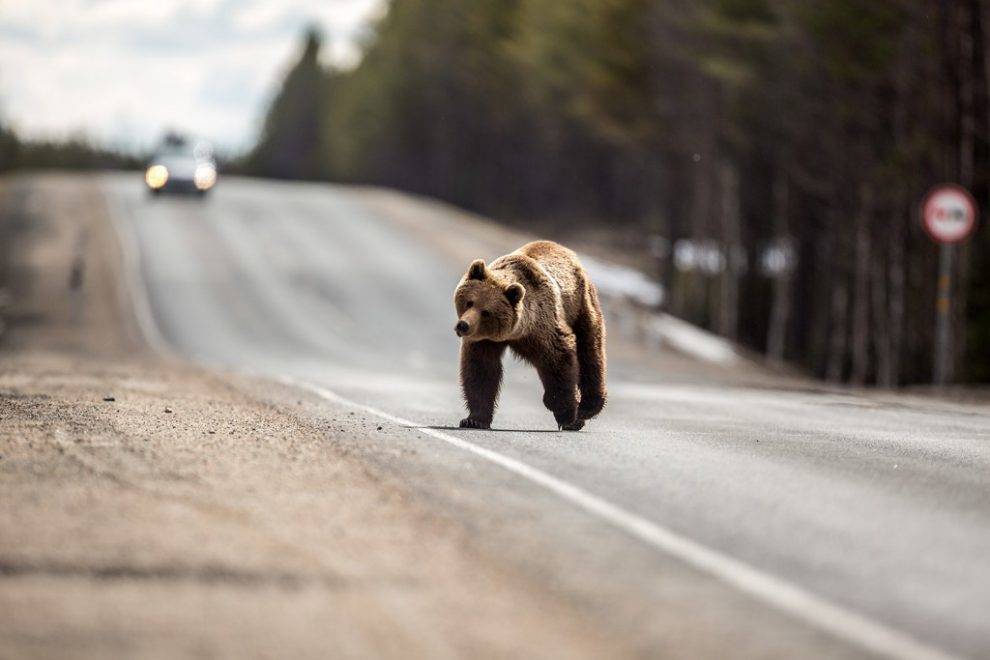 В Глазовском районе Удмуртии к жителям выходят медведи