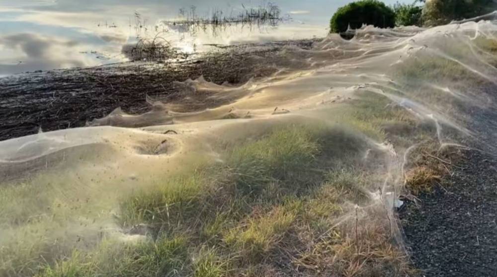 В Австралии после дождей зафиксировали огромную паутину