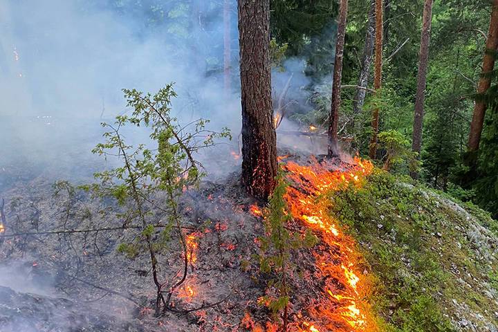 В одном из районов Карелии разгорелся серьезный лесной пожар