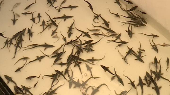 "Стерлядь, на выход": в Оку выпустили мальков краснокнижной рыбы