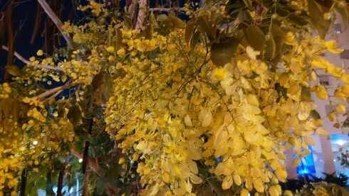 В Израиле начался золотой дождь: расцвело дерево кассия