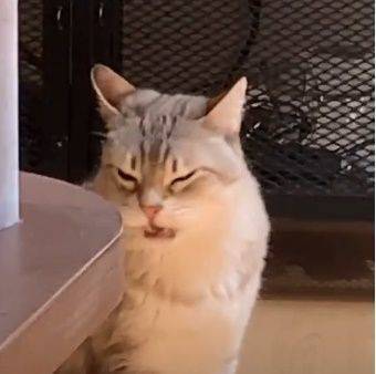 Пять минут смеха: кот понюхал зад у своего друга и остался недоволен