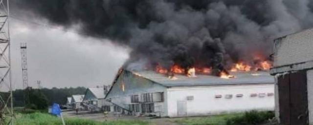 При пожаре на птицефабрике в Челябинской области погибли более 200 тысяч кур