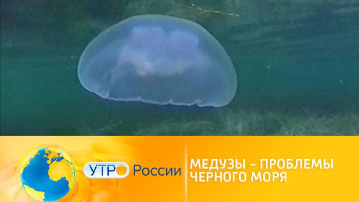 Утро России. Медузы – проблемы Черного моря
