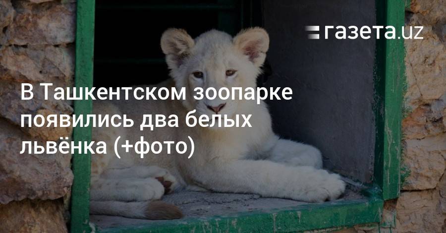 В Ташкентском зоопарке появились два белых львёнка (+фото)