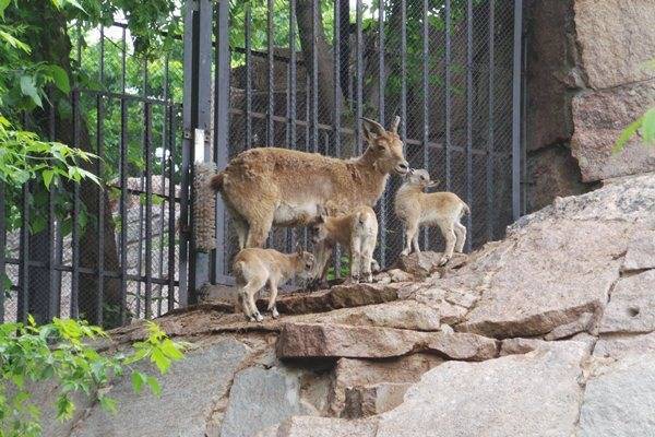 В зоопарке Москвы родились детёныши дагестанского тура