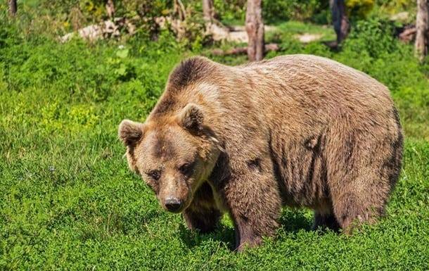 В Японии из-за сбежавшего медведя отменили авиарейсы и мира