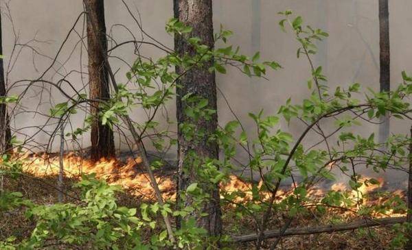 В Тюменской области продлили особый противопожарный режим: посещать леса запрещено