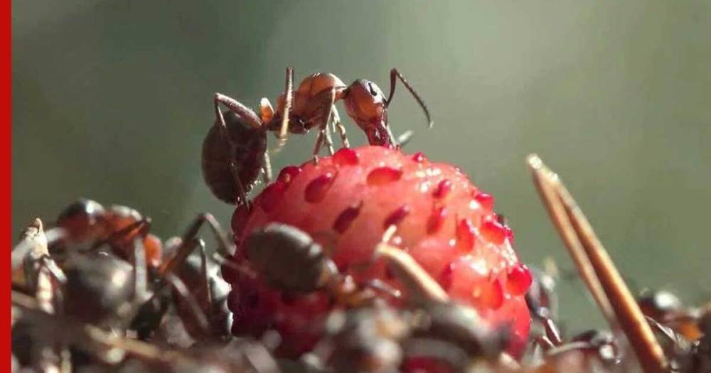 Муравейник на грядке клубники: как избавиться от насекомых безопасными способами