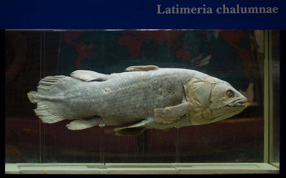 Ученые выяснили, что древние рыбы, которые считались вымершими, могут жить более 100 лет и мира