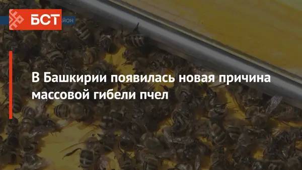 В Башкирии появилась новая причина массовой гибели пчел