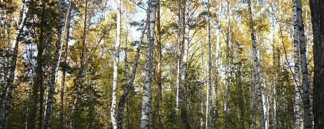 За 10 лет площадь лесов в Новосибирске увеличилась на 173 гектара