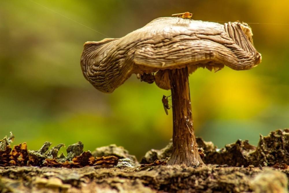 Комары распугали грибников в лесу под Новосибирском