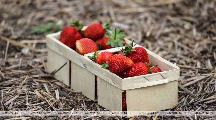 РЕПОРТАЖ: "В разгар сезона от нас уезжает до 150 загруженных ягодой машин": как на Полесье выращивают клубнику