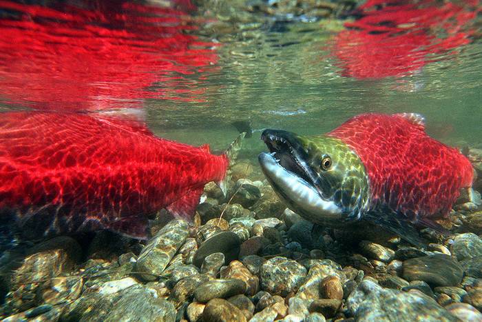 Русская горбуша может стать угрозой для норвежского атлантического лосося