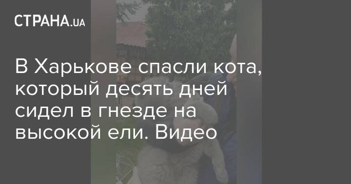 В Харькове спасли кота, который десять дней сидел в гнезде на высокой ели. Видео