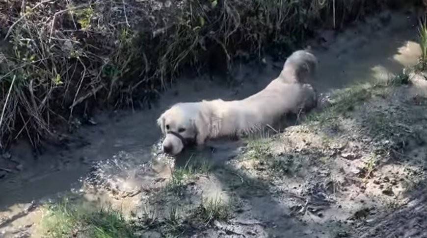 Хозяин пожалел о прогулке, ведь через несколько секунд его пес уже нырял в грязь (Видео)