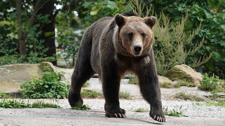 Житель Сахалина попал в больницу после нападения медведя