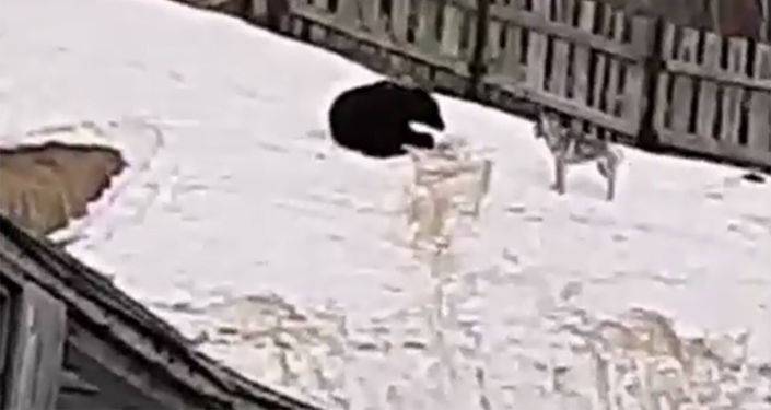 Выглянул в окно и увидел медведя: удивительное зрелище на Сахалине в первый день лета