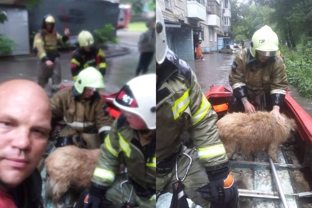 В Ростове в затопленной девятиэтажке едва не погибла собака
