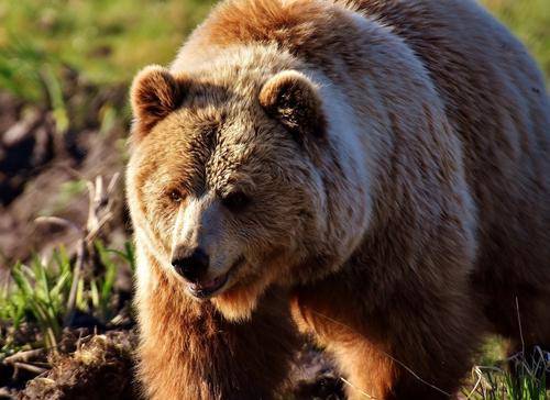 В Сахалине мужчина выжил после нападения «агрессивного» медведя