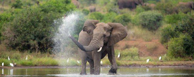JRSI: слоны могут хранить в хоботе до девяти литров жидкости, всасывая три литра в секунду