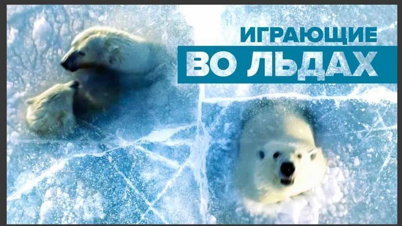 Где-то на белом свете: белые медведи играют во льдах Чукотского моря