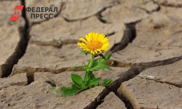 Части российских регионов грозит засуха