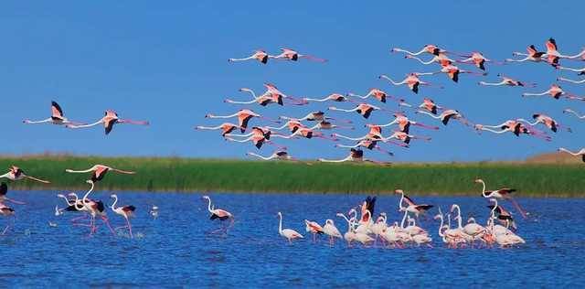 Над Одесщиной пролетела крупнейшая в истории стая розовых фламинго