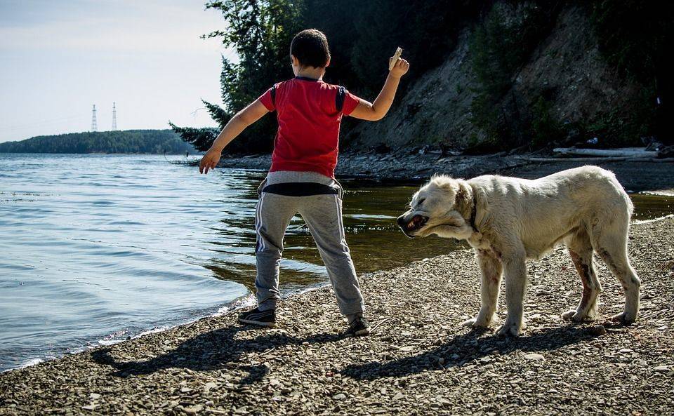 Ваши дети, собака и летние каникулы: на что обратить внимание