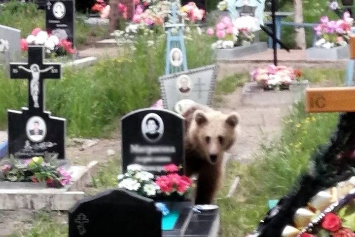 Медведь забрел на кладбище в Кеми